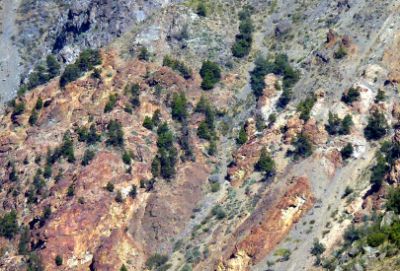 La composición de las especies y su estructura están siendo estudiadas en la Facultad de Ciencias Forestales de la U. de Chile, con el objetivo de caracterizar y analizar a la especie nativa.