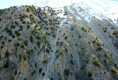 Una de las principales amenazas que afectan a esta población de ciprés de la cordillera es la tala de bosques a causa de la extracción de sedimentos u otras actividades.