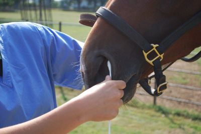 Esta enfermedad viral afecta sólo a los equinos, y no se contagia al ser humano, pero es necesario controlarla ya que es altamente contagiosa entre caballos.