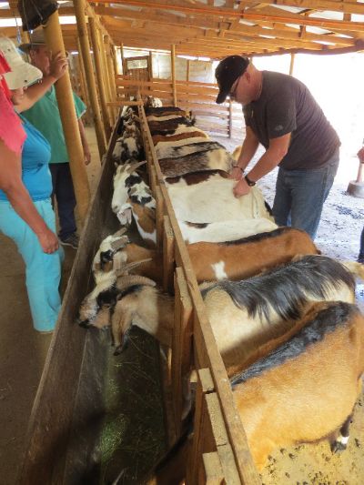 El profesor del Departamento de Producción Animal, Giorgio Castellaro, evaluando condición corporal de las cabras. 