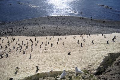 A través de esta iniciativa, explica el Dr. Víctor Neira en el reportaje, se busca entender la ecología de la influenza aviar en la Antártida, que se puede transmitir de animales a humanos.