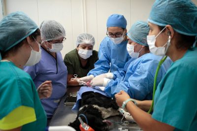 La esterilización, la cobertura de necesidades básicas como agua y comida, y la socialización, son algunos de los puntos básicos de la Tenencia Responsable de mascotas.