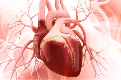 La investigación describe que el aumento del óxido nítrico genera daño cardíaco al alterar el funcionamiento de dos proteínas encargadas de proteger el corazón.