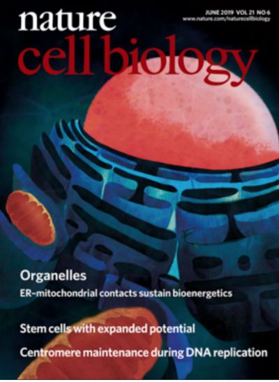 La investigación del BNI fue destacada en la portada de Nature Cell Biology