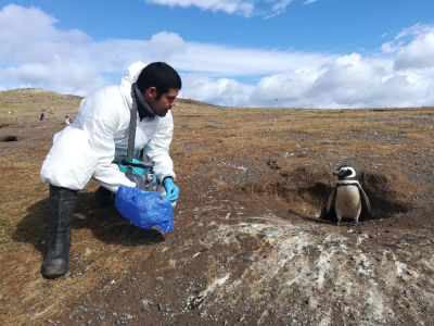 Christopher Hamilton-West a cargo de la Unidad de Epidemiología Veterinaria de FAVET, ha realizado diversas investigaciones sobre virus de influenza en aves.