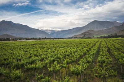 En Chile, las hectáreas con plantaciones de uva de vino y de mesa, suman un total de 196 mil, y las parras tienen una vida útil de 20 años