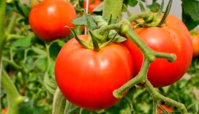 El proyecto estudiará las características del "Poncho Negro", variedad de tomate originaria del Valle de Azapa que cuenta con una alta resistencia a la salinidad.
