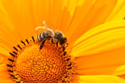 Las abejas cumplen un papel crucial en la polinización, y el monocultivo y la parcelación de los ecosistemas afectan gravemente.
