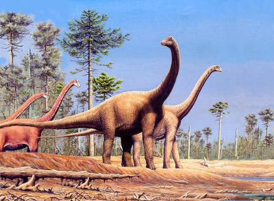 Titanosaurio, el dinosaurio más grande de Chile encontrado a la fecha. Podía medir hasta 12 metros de largo y llegar a pesar cerca de 13 toneladas (Mauricio Álvarez).