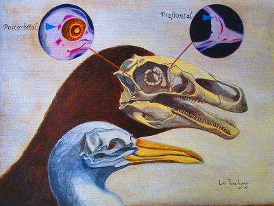 Ilustración del trabajo que permitió identificar el "dinosaurio interior" existente en aves actuales, a partir de dos huesos que la evolución aún no borra del todo (Luis Pérez).