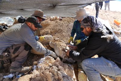 Paleontólogos del proyecto dirigido por el profesor Vargas. En la imagen, Rodrigo Otero, Jhonatan Alarcón, Sergio Soto y Héctor Ortiz extraen restos de un reptil marino en el Desierto de Atacama.