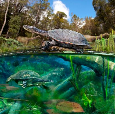 Ilustración artística de Mauricio Álvarez. La imagen recrea cómo habría lucido esta tortuga y el ambiente en el que habría vivido hace 78 millones de años.