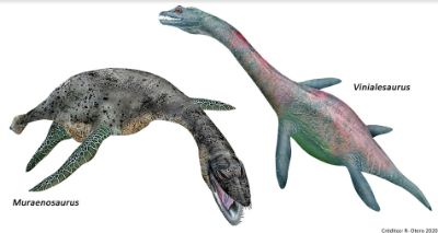 Muraenosaurus y Vinialesaurus son los géneros de plesiosaurios que habitaron lo que hoy conocemos como Desierto de Atacama, en el norte de Chile, hace unos 160 millones de años.