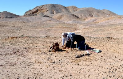 Los restos fósiles fueron encontrados luego de sucesivas campañas realizadas a la zona por investigadores de la U. de Chile y del Museo de Historia Natural y Cultural del Desierto de Atacama.