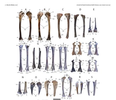La identificación de esta nueva tagua fue realizada a partir de huesos tarsometatarsos de la pata izquierda de tres especímenes, los que permitieron la comparación con otras especies de taguas.