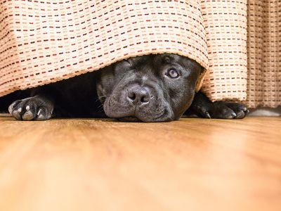 Tener bien identificadas a las mascotas es un paso preventivo esencial