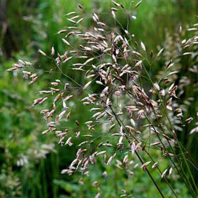 El heno (Aira Caryophyllea) es una de las especies con mayor potencial invasor e impacto en la biodiversidad local, de acuerdo al profesor Ramiro Bustamante.