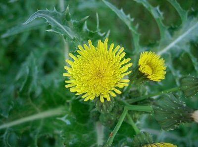 La investigación, liderada por el académico de la U. de Chile, Ramiro Bustamante, se focalizó en el estudio de 49 especies de hierbas representativas de la flora exótica de Chile.