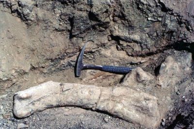 El ejemplar descubierto corresponde a un subadulto de unos 6.3 metros de longitud, por lo que se estima que puede haber llegado hasta los 8 metros de largo en edad adulta. 