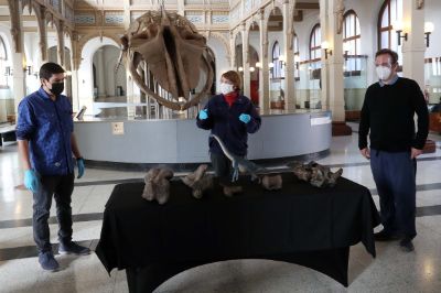 El descubrimiento del tercer dinosaurio descrito en Chile fue presentado este lunes 19 de abril por la ministra de las Culturas, Consuelo Valdés, junto a David Rubilar y Alexander Vargas.