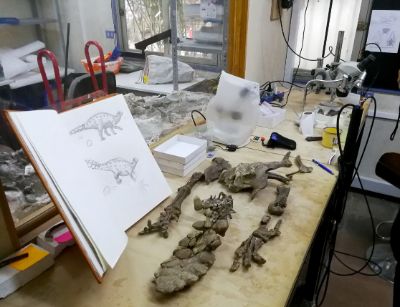 El Laboratorio de la Red Paleontológica de la Universidad de Chile, en su Facultad de Ciencias, fue el lugar donde se develó la identidad de este asombroso dinosaurio acorazado.