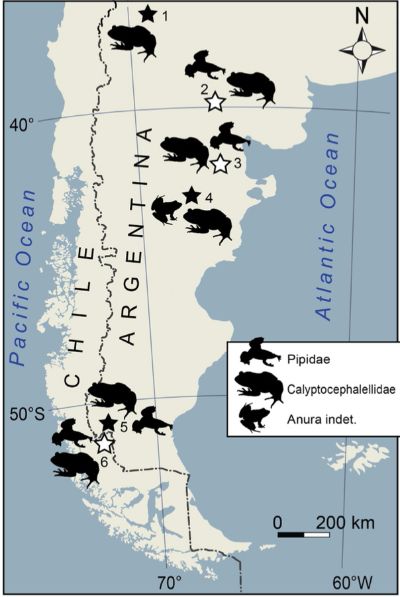 El estudio desarrollado junto al investigador de la Universidad de Buenos Aires, Raúl Gómez, abarcó el registro fósil de ranas en la Patagonia chilena y argentina.