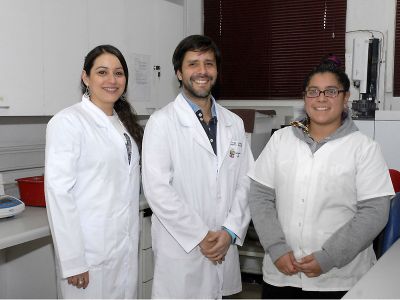 El equipo espera próximamente dar el salto hacia pruebas clínicas en humanos, trabajo que estará enfocado en tratar con calafate a personas que ya padecen obesidad y/o diabetes.