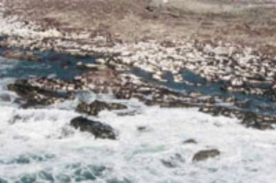 Entre el 5 y el 27 de marzo los científicos investigaron en terreno el borde costero comprendido entre Valparaíso y Valdivia.