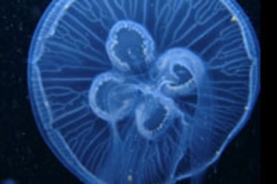 ¿Qué hacer con las medusas?
