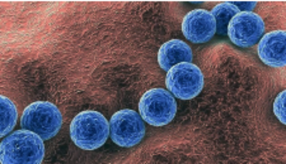 Bacteria Streptococcus pyogenes