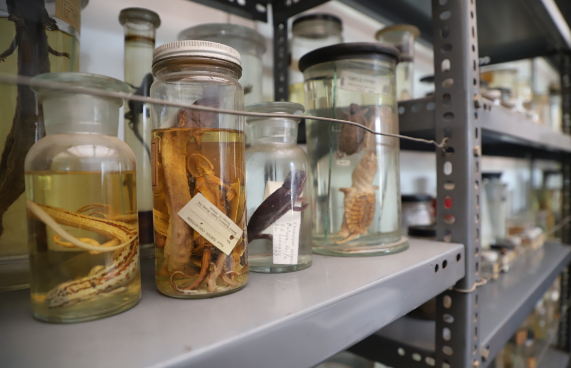 UCH realizará su primer simposio de colecciones biológicas y datos abiertos de biodiversidad