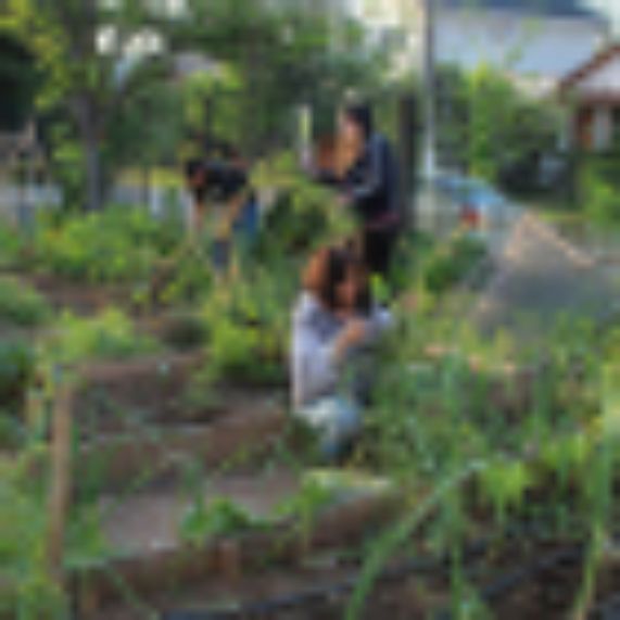 Proyecto Escuela-Huerto educará sobre alimentación sana y medioambiente en los colegios