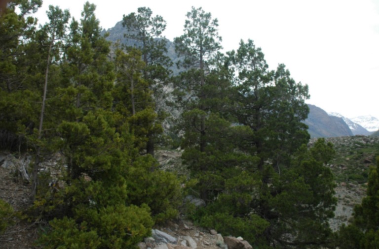 Bosquete de ciprés de la cordillera (Austrocedrus chilensis (D.Don) Pic-Serm. & Bizzarri.) en  la precordillera de la región de O´Higgins (Foto del autor)