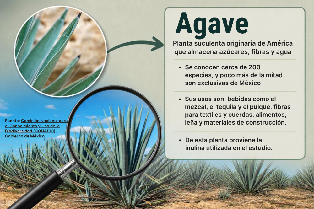 Planta de agave