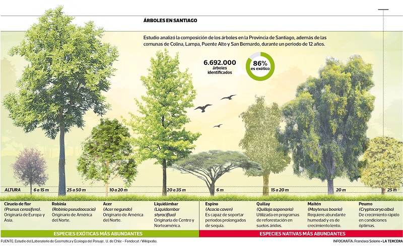 El 86% de los árboles de Santiago corresponde a especies exóticas