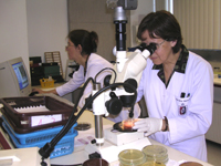 La Dra. Marta Gajardo señaló que el objetivo del Servicio de Anaerobios Bucales del Laboratorio de Microbiología, es apoyar al clínico en el diagnóstico y tratamiento de patologías infecciosas bucales