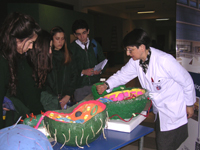 La Prof. T.M. Leyla Gómez guió a los alumnos por la Muestra de Maquetas realizadas por los estudiantes del Tercer Semestre Otoño en la Facultad de Odontología.
