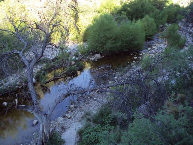 Imagen referecial de la columna de opinión de la profesora Anahí Ocampo de la Facultad de Ciencias Forestales y de la Conservación de la Naturaleza de la Universidad de Chile.