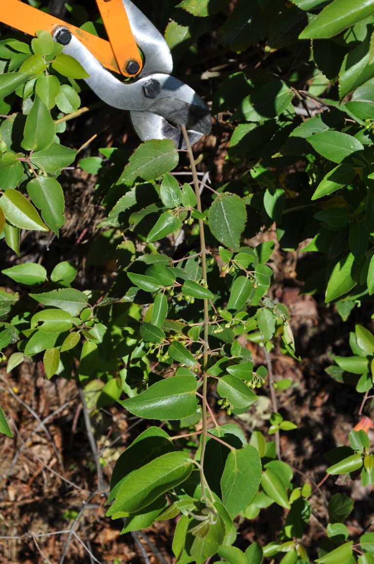 Imagen de la invesatigación sobre maqui de la profesora Karen Peña