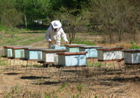 El objetivo del curso fue responder a la necesidad de mejorar la especialización de la apicultura