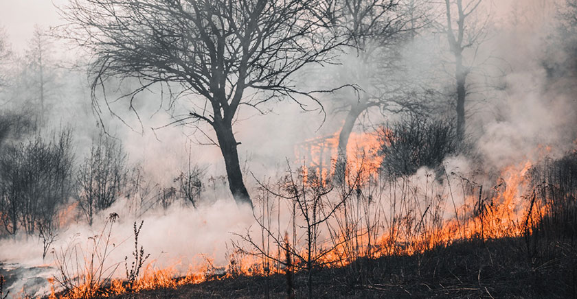 ¿Cómo recuperamos los suelos y ecosistemas afectados por los incendios de este verano?