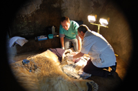 Dr. Luis Godoy junto a Dr. Marcelo Briceño durante la atención al oso polar de 700 kilos en su hábitat del Zoológico Nacional.