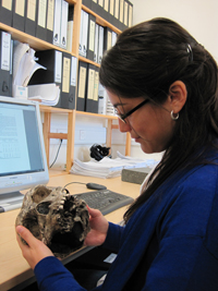 Dra. Viviana Toro en el laboratorio, estudiando unos modelos de homínidos