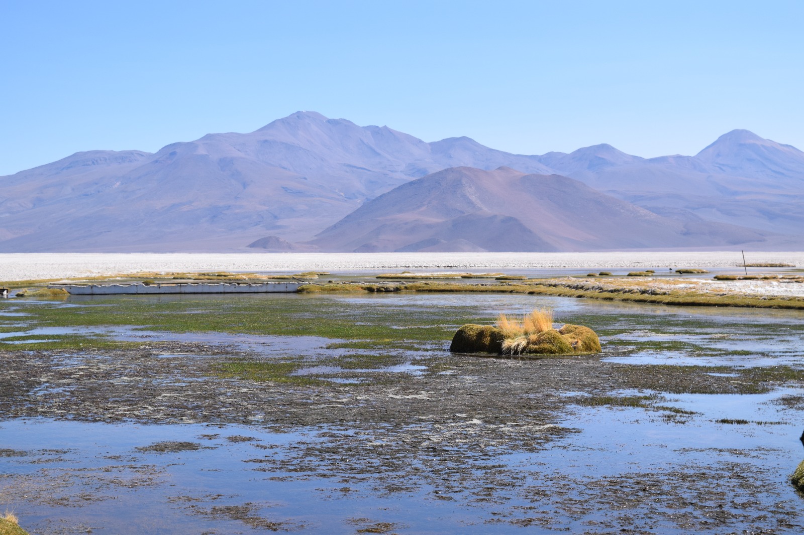 Microorganismos descubiertos en el desierto de Atacama revelan cómo la ...
