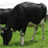 Sistemas de producción de leche a pastoreo, utilizando razas especializadas