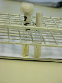 Control Biológico de Esterilización, otro de los servicios del Laboratorio Clínico de Microbiología.