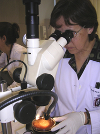 Dra. Marta Gajardo Ramírez, académica de la Facultad de Odontología de la Universidad de Chile.