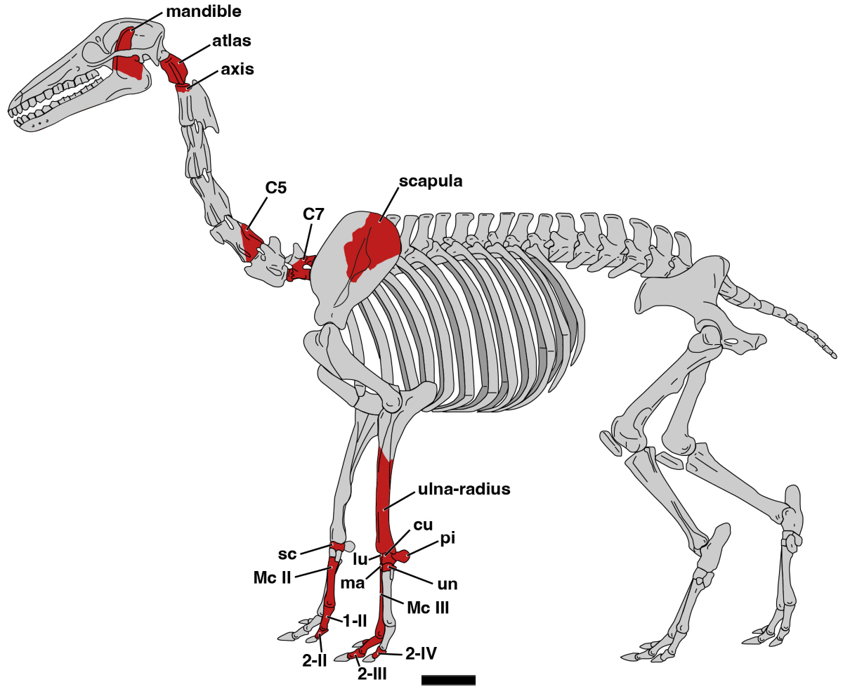 Identifican enigmática nueva especie de mamífero similar a los guanacos